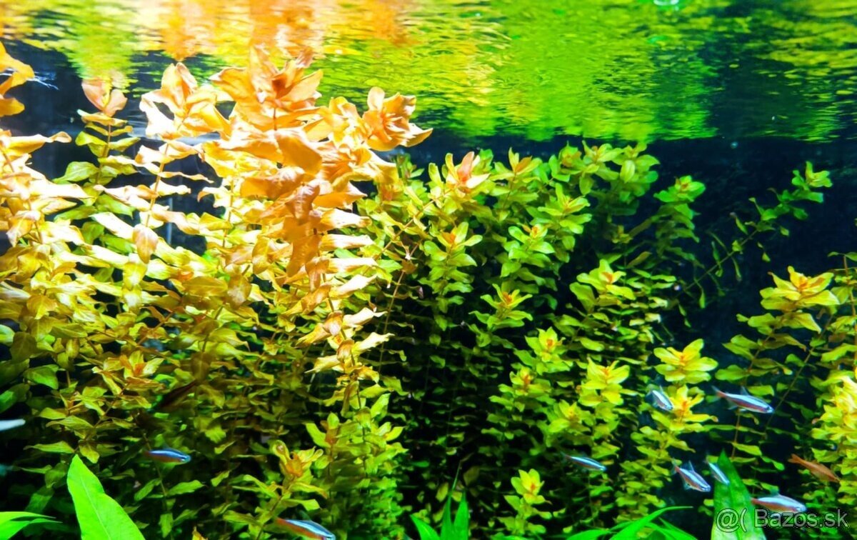 Rastlinky, rotala