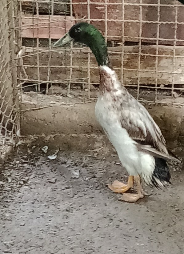 Indický bezec kacer .Dospely.