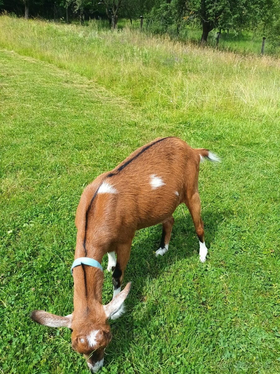 Predám kozy