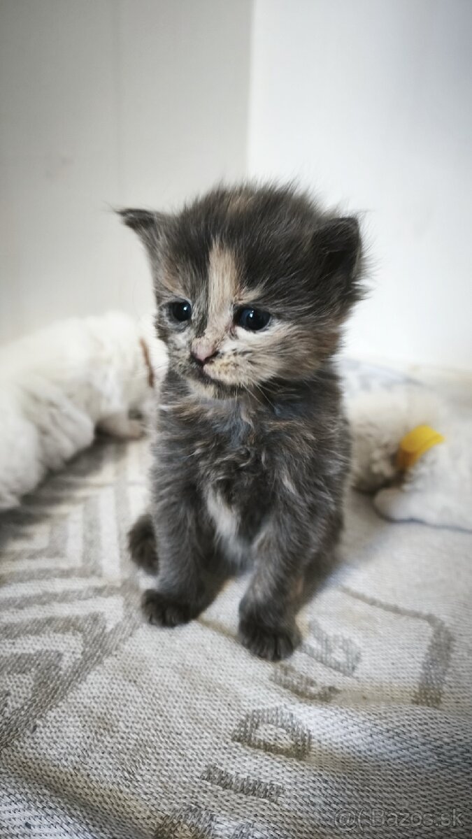 Maine coon mačička mco Mainska myvalia