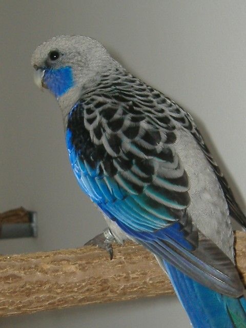 Rozela penant