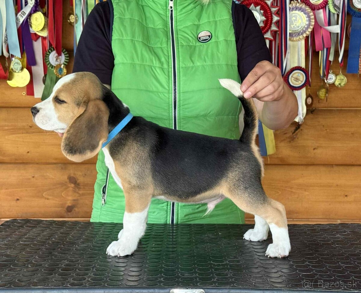 Bigel, bigl, beagle s PP