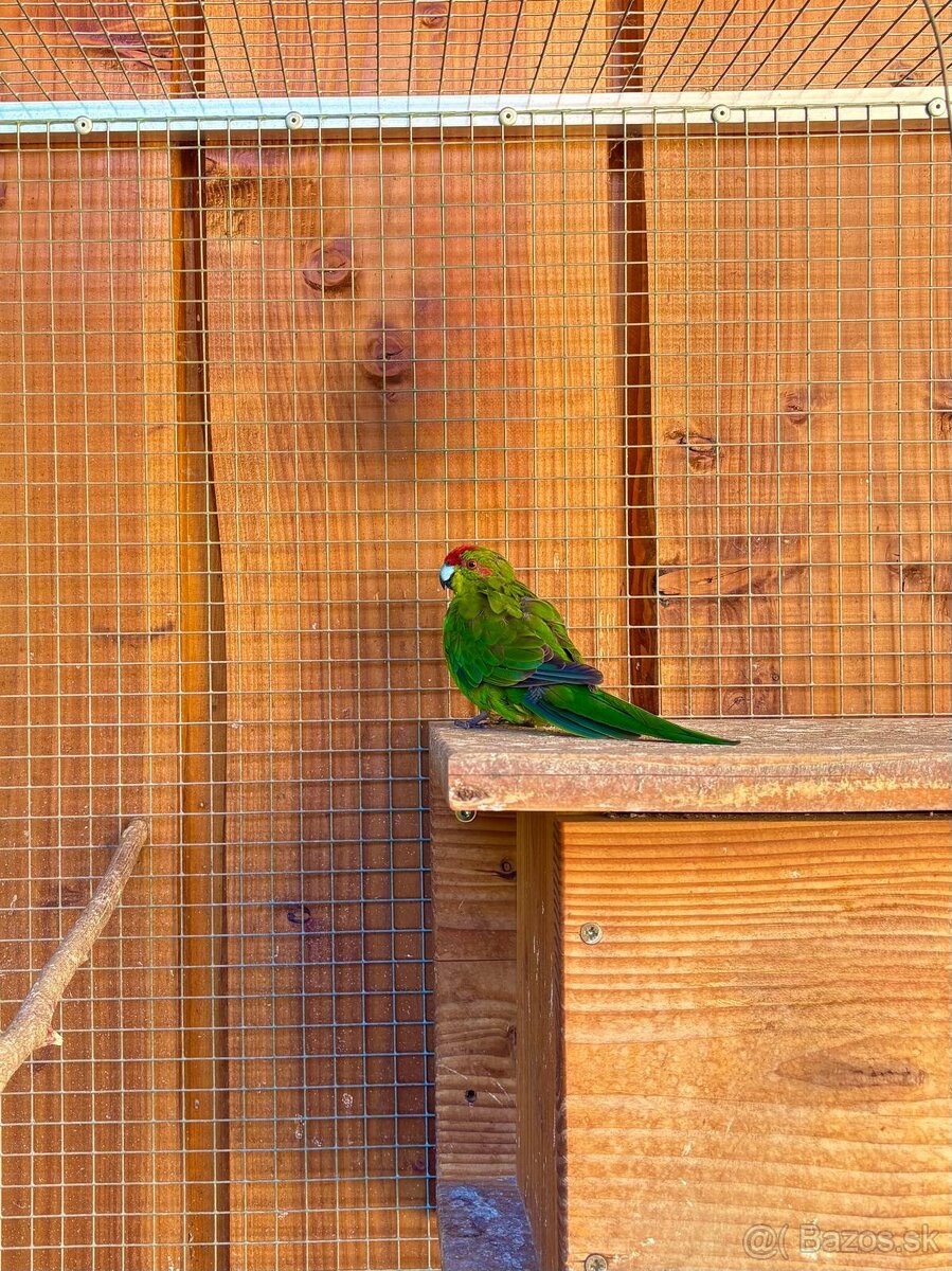 Kakariky