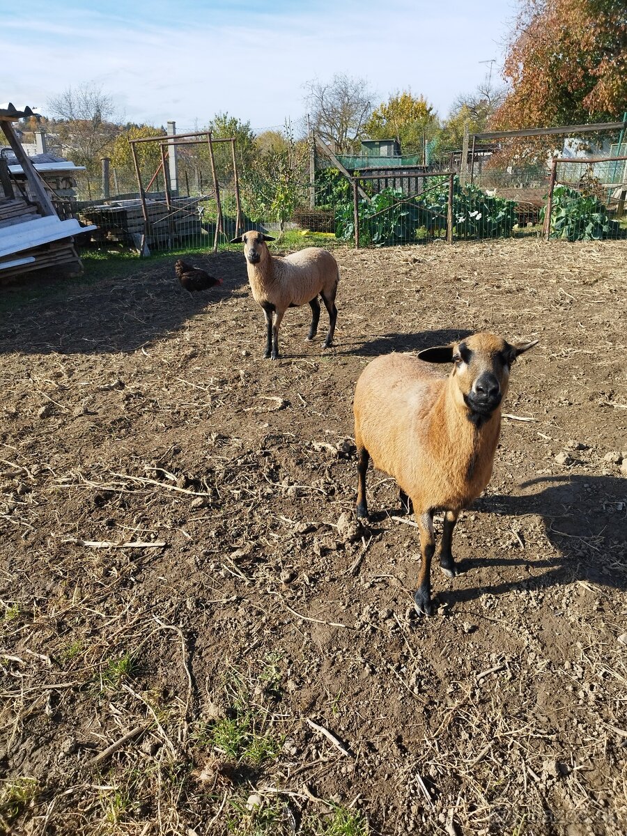 Predám kamerunske ovce