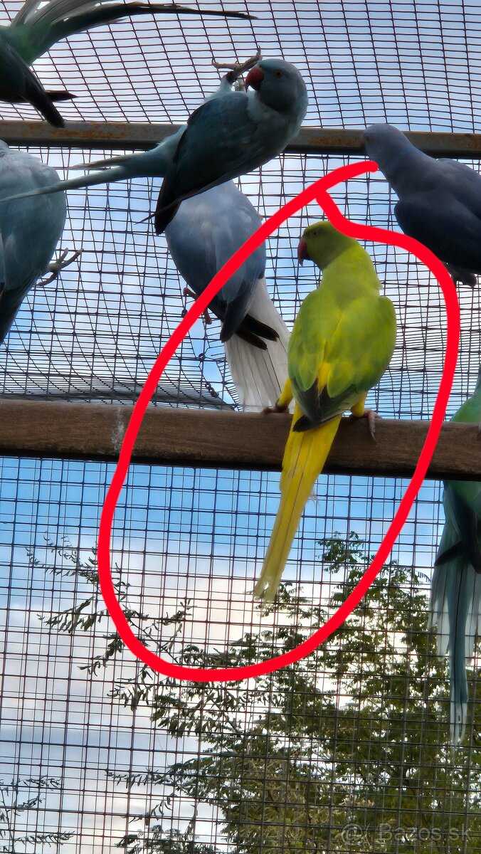 Alexander malý opaline HCH 03/25