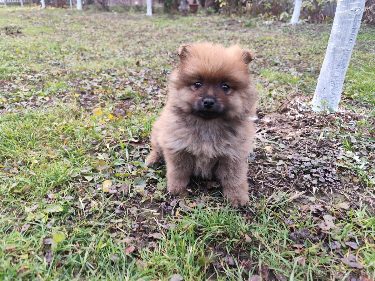 Nemecký Špic malý