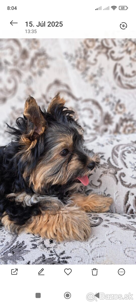 Yorkshire Biewer Terrier