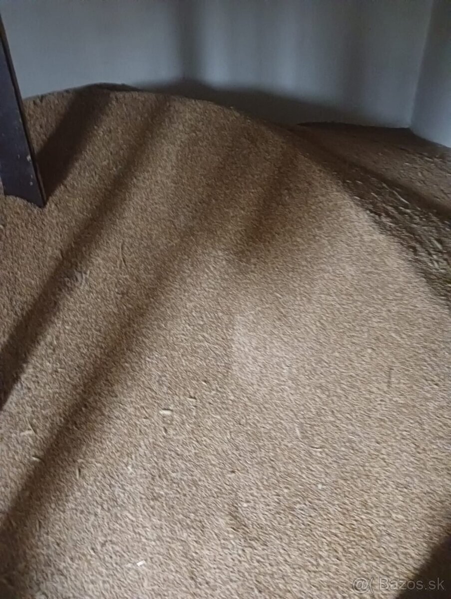 Pšenica a tritikale