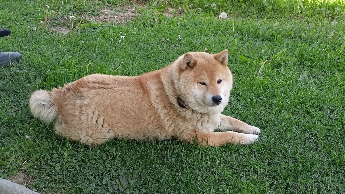 Predám fenku Shiba inu