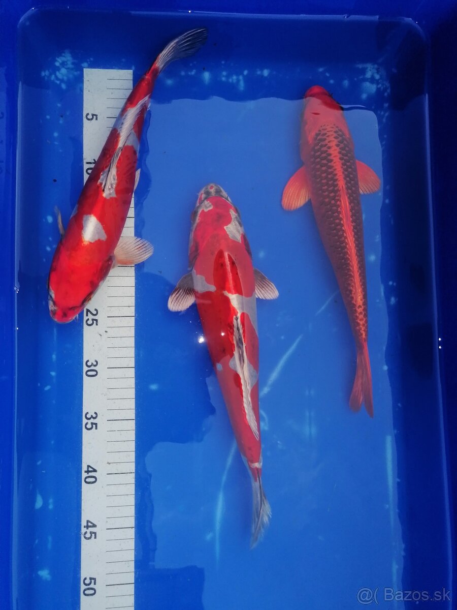 Predám orginal koi