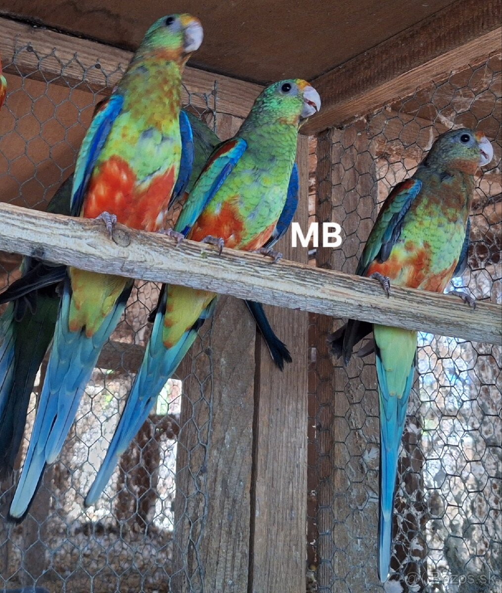 Papagáje mnohofarebné (mnohobarve)