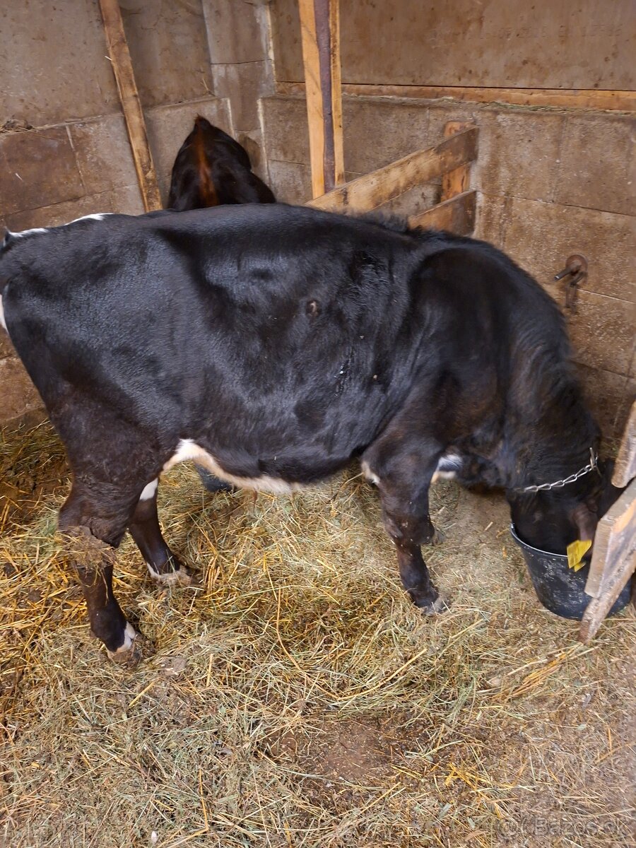 Býček