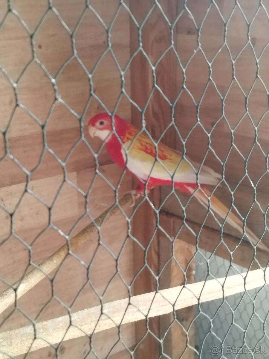 Rozela