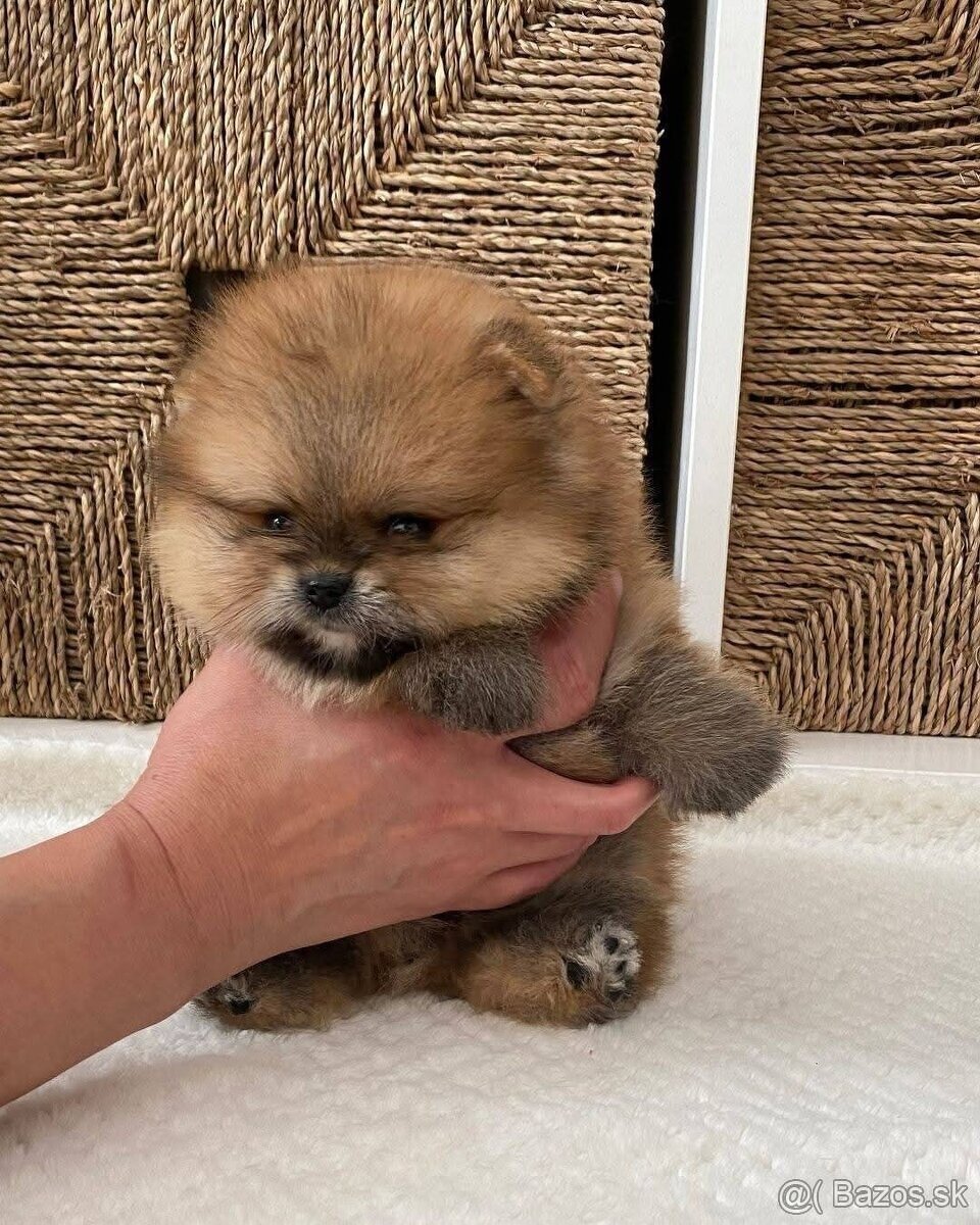 Pomeranian mini Boo