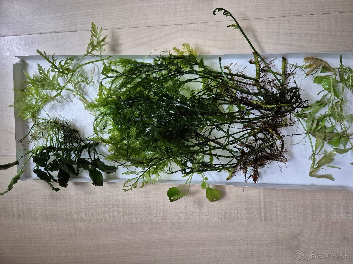 akvarijné rastliny