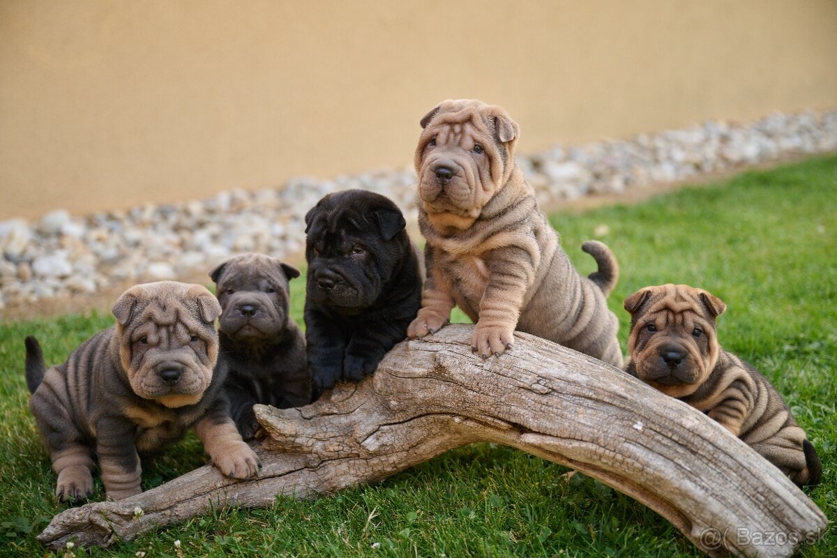Sharpei šarpej