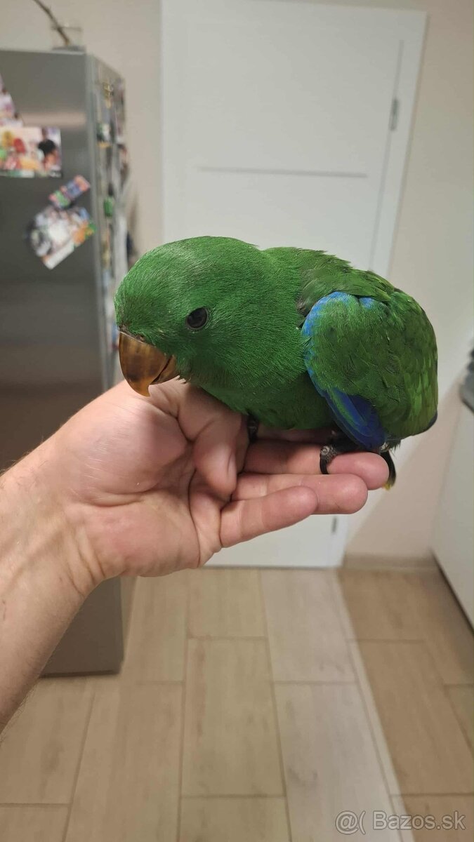 Eklektus rorathus polychloros krotky samček