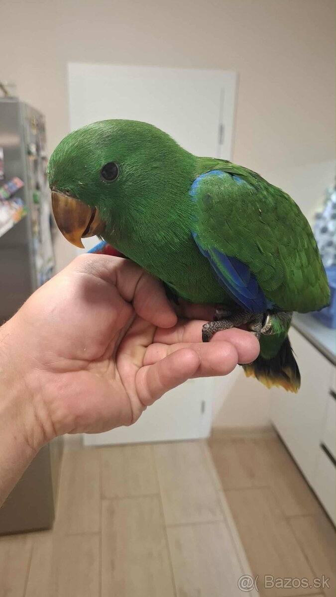 Eklektus rorathus polychloros krotky samček