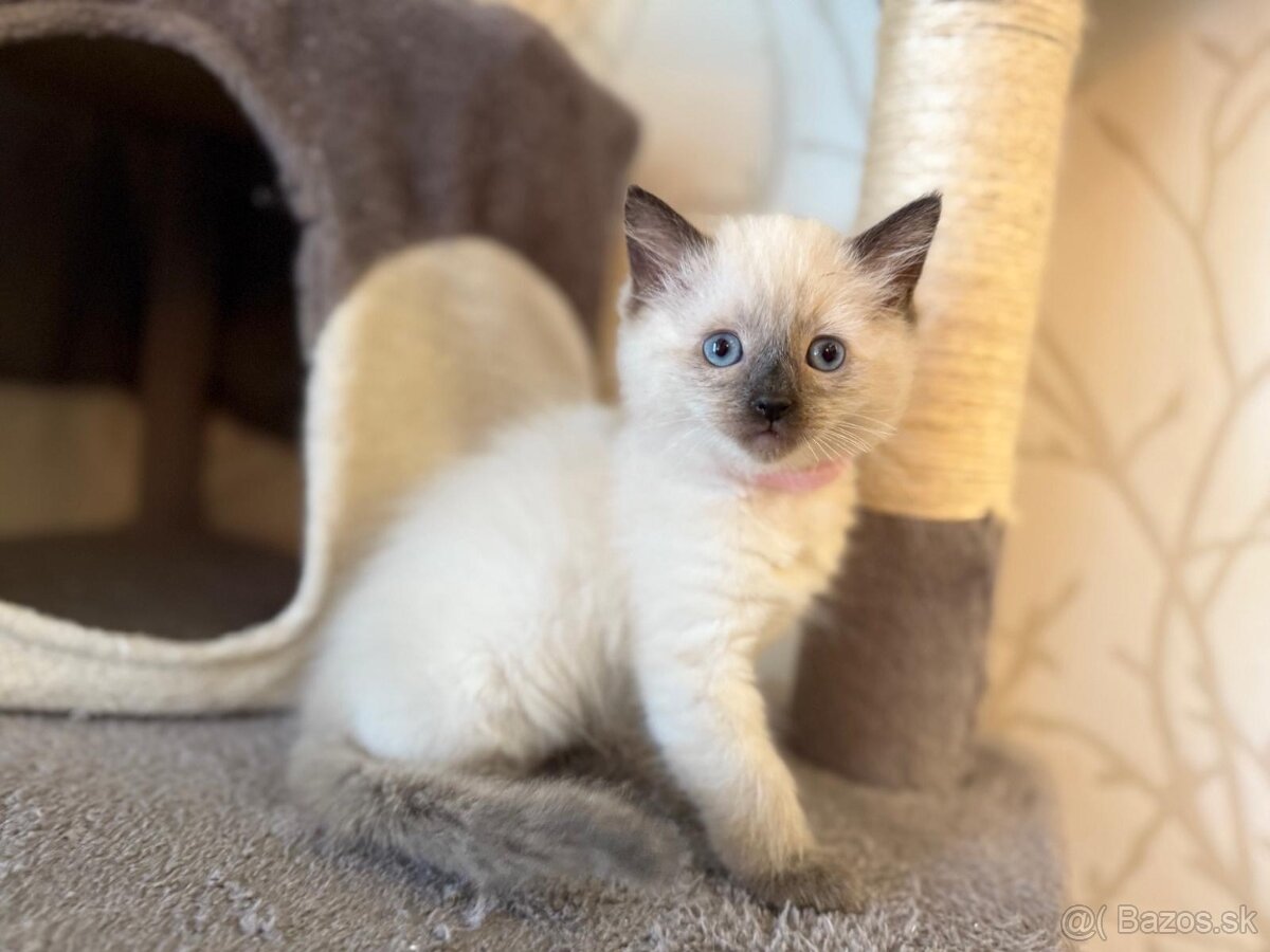 Ragdoll mačiatka