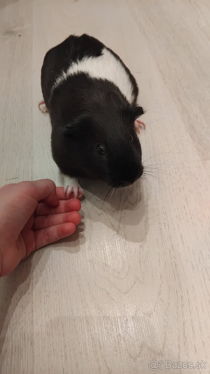 Predám morčiatko Haminka