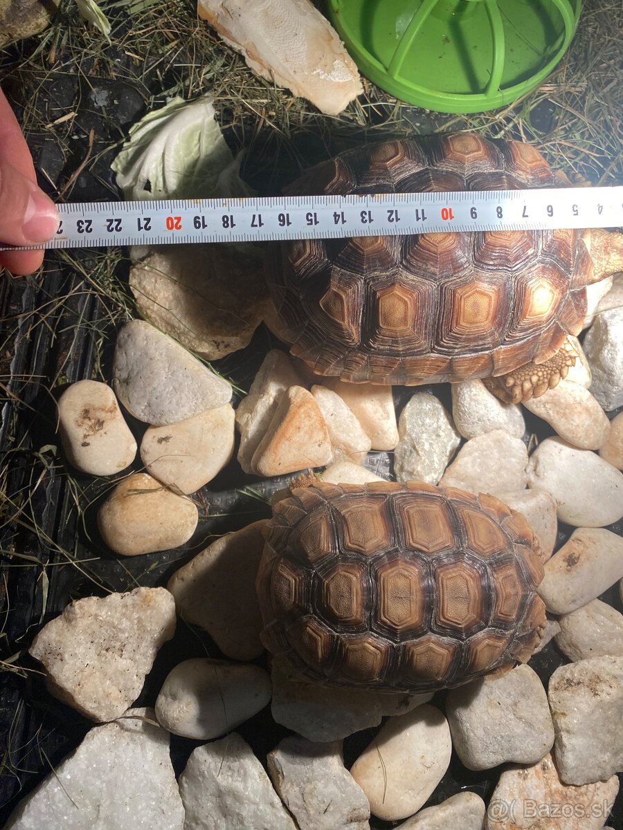 Ostrohata suchozemska korytnačka