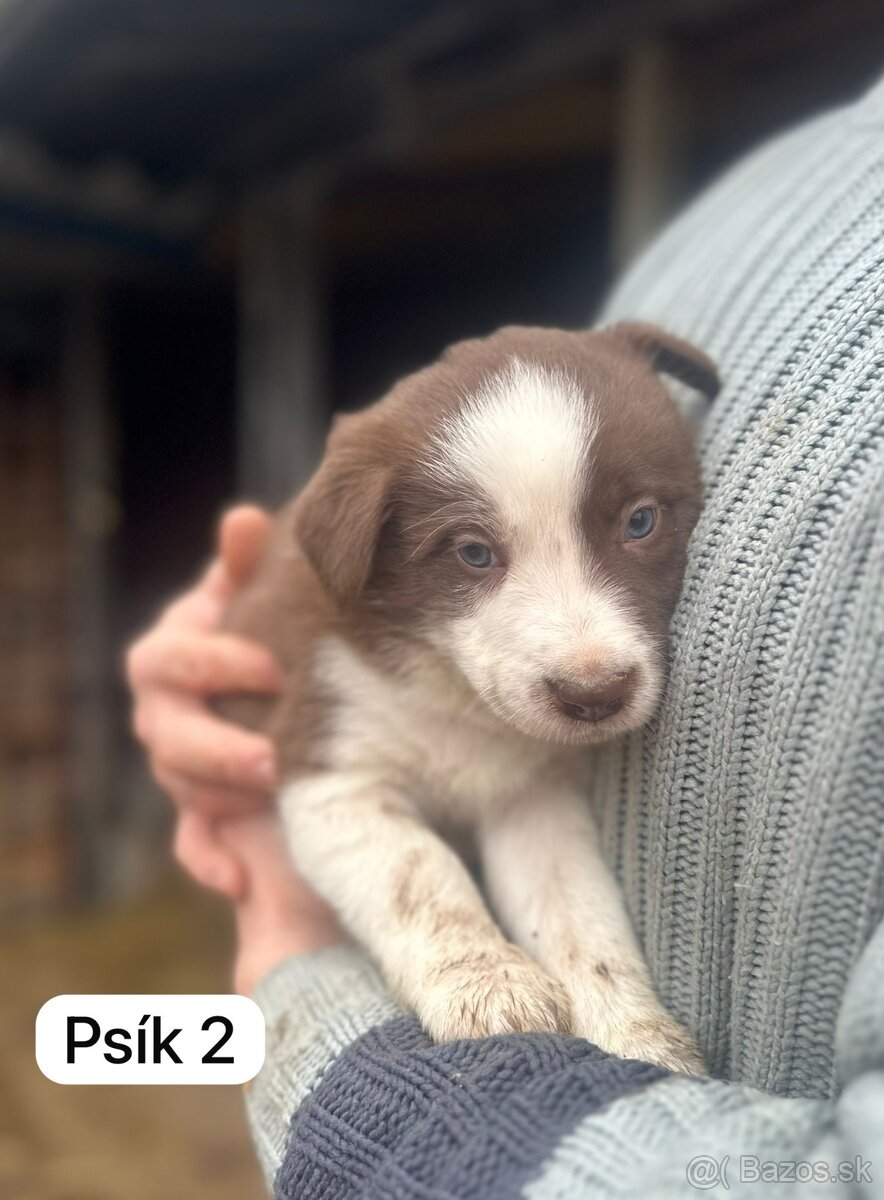 Predám šteniatka border kolie