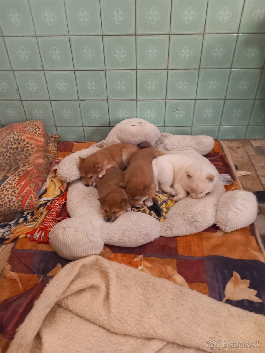 Predám shiba inu narodené 13.10 2025