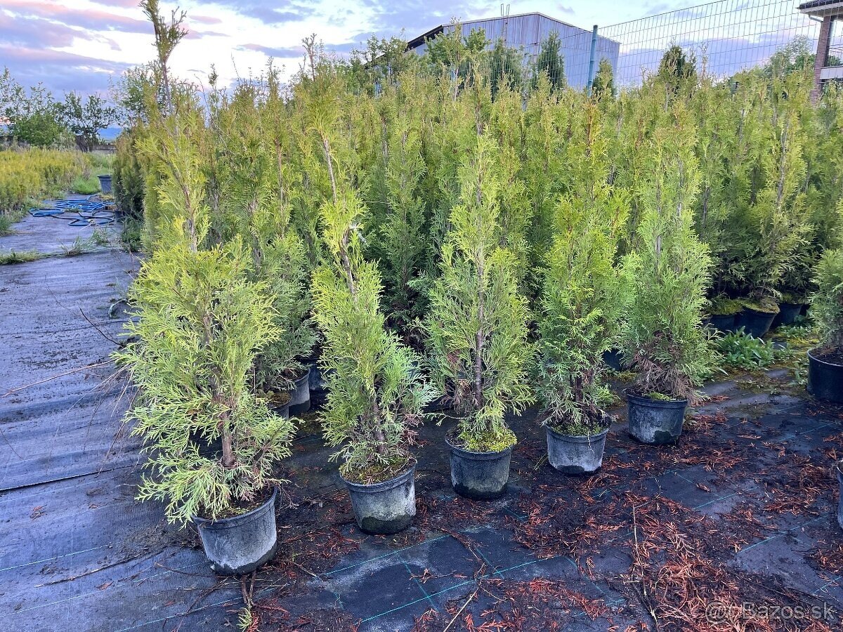 AKCIA Tuja Smaragd 60cm - 0,8€