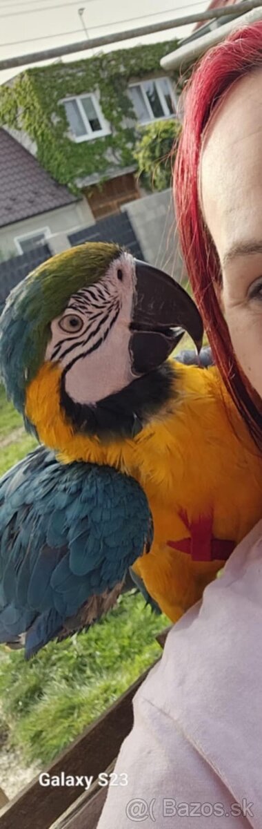 Ara Ararauna