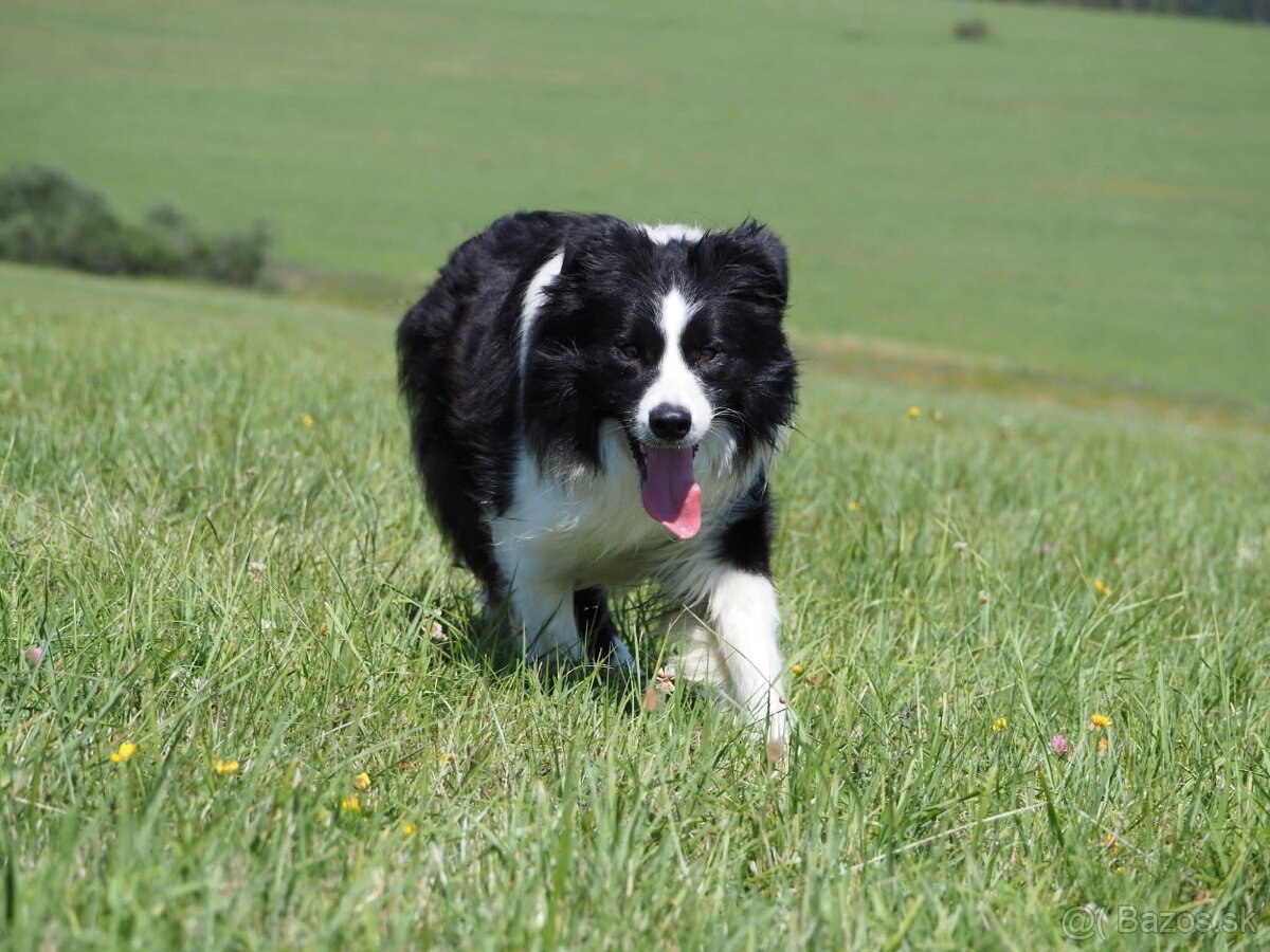Border kólia, collie s PP / s rodokmeňom