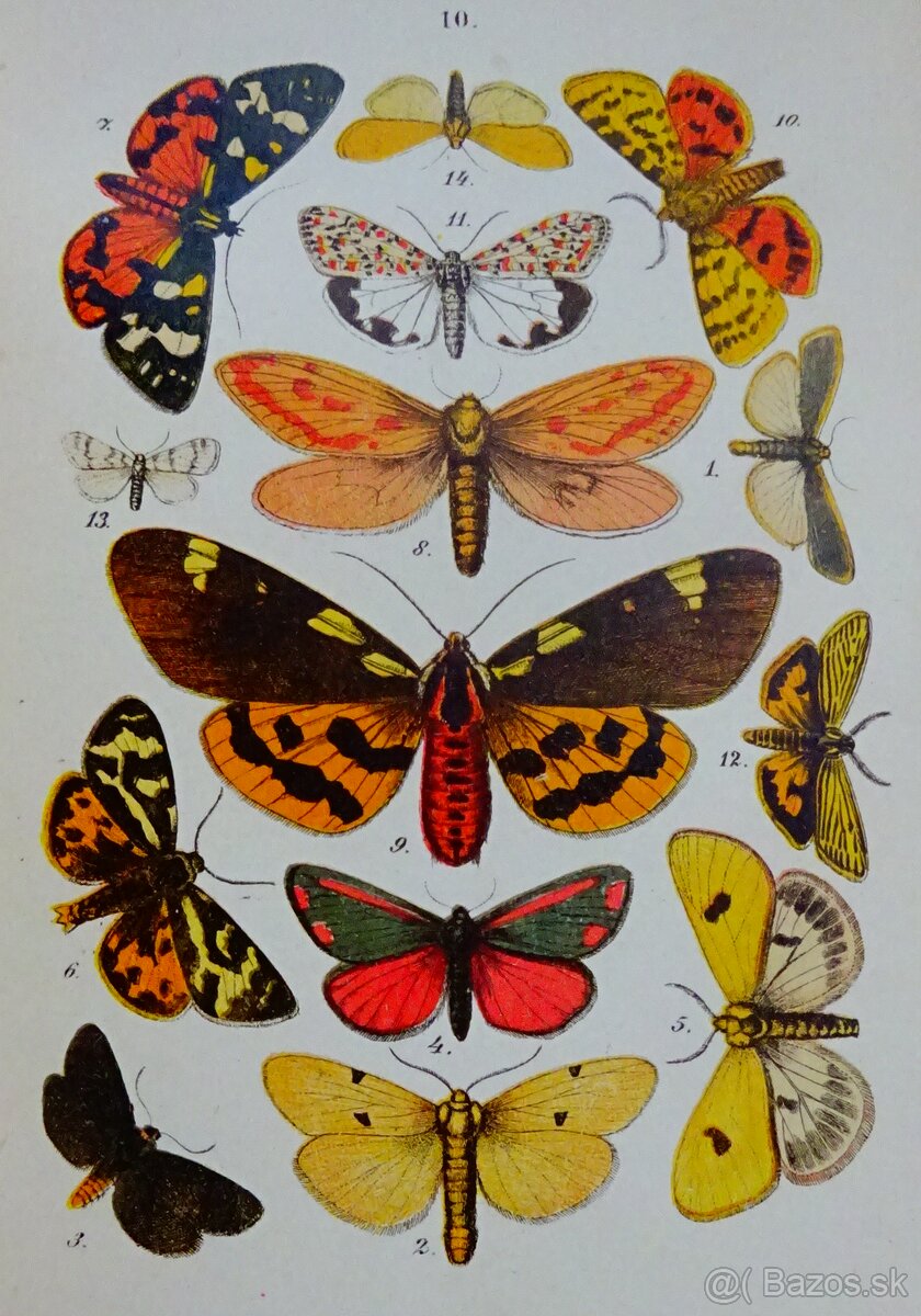 K. EXLER:Motýlové, vydaná 1898, il. kameňotlač
