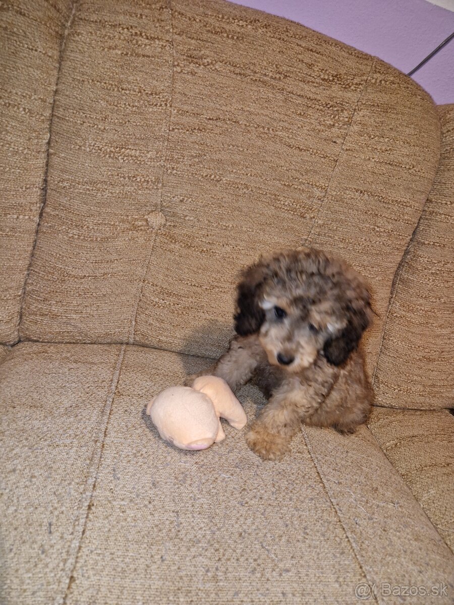 Pudel