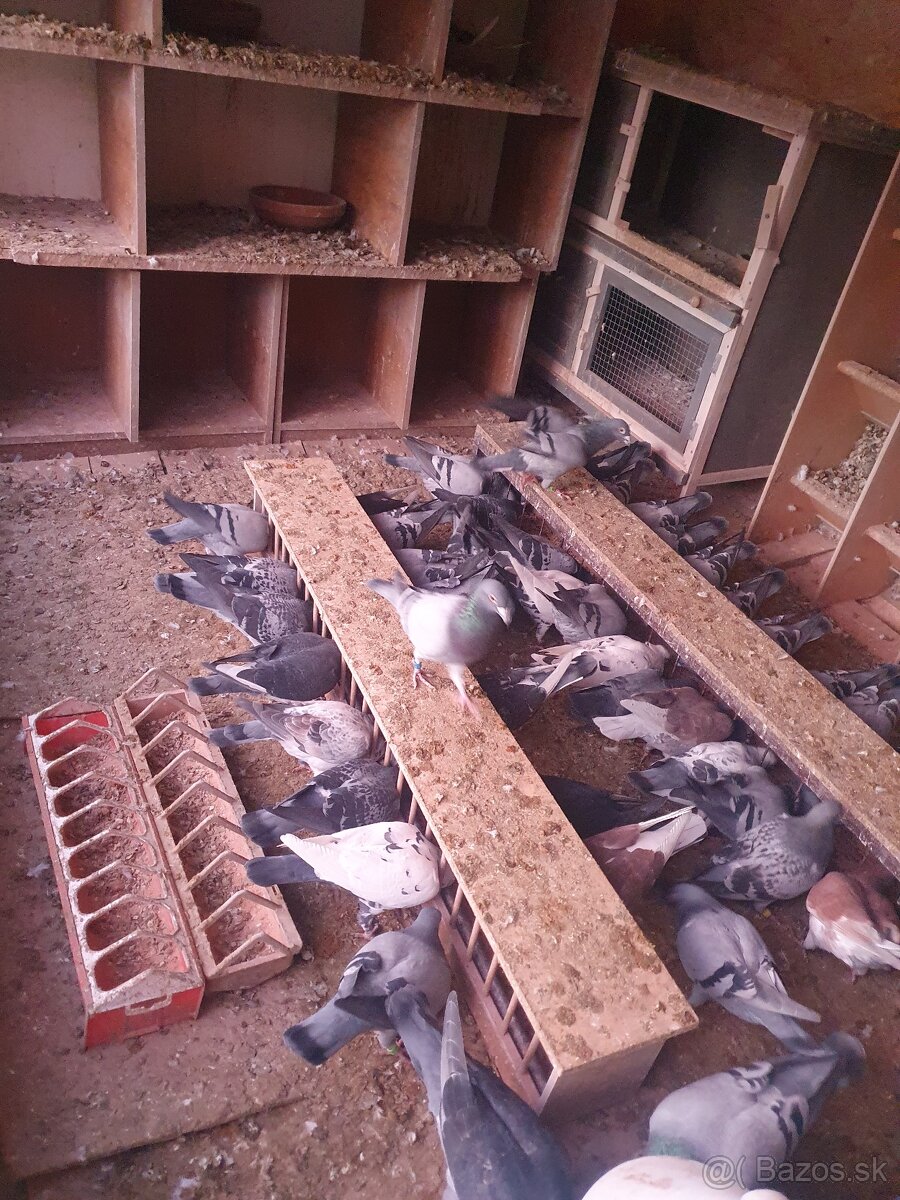 Darujem chovné postove holuby