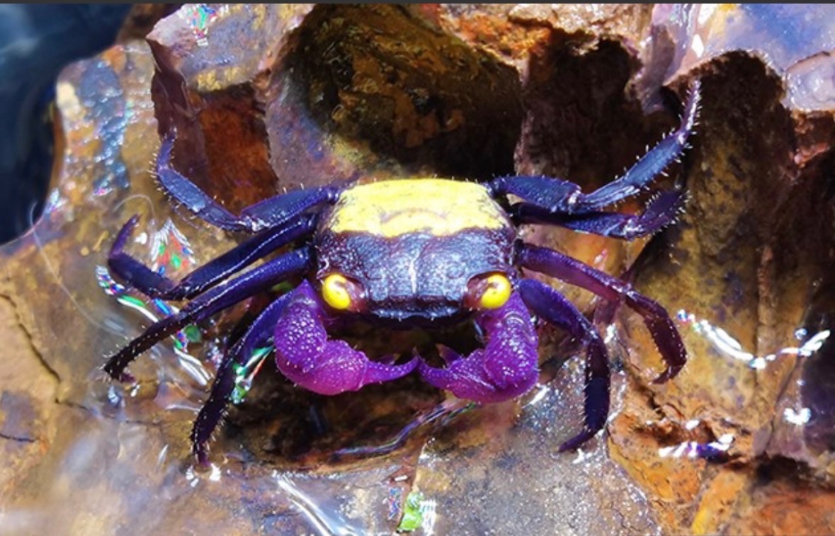 Krab Vampire - Geosesarma dennerle