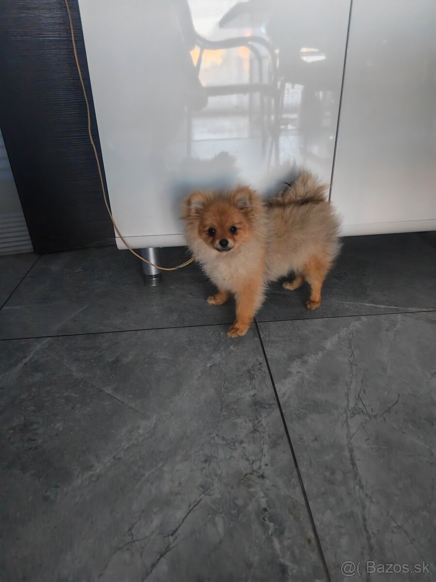 Pomeranian FCI