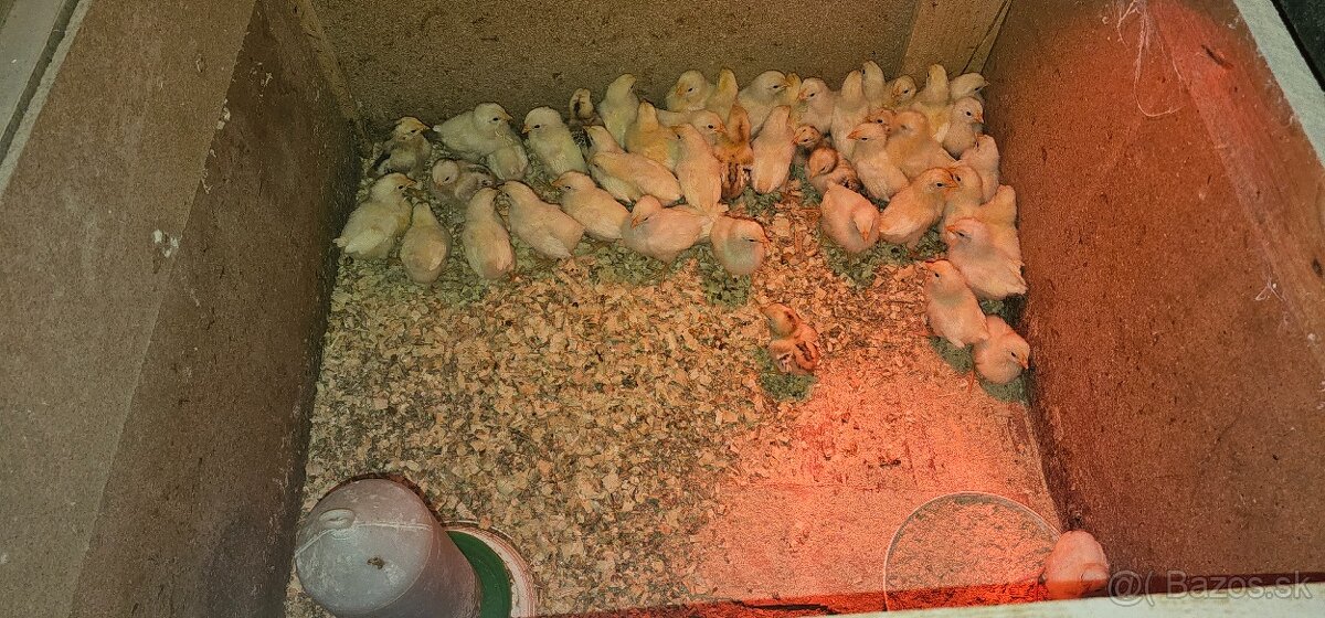Leghorn kuriatka