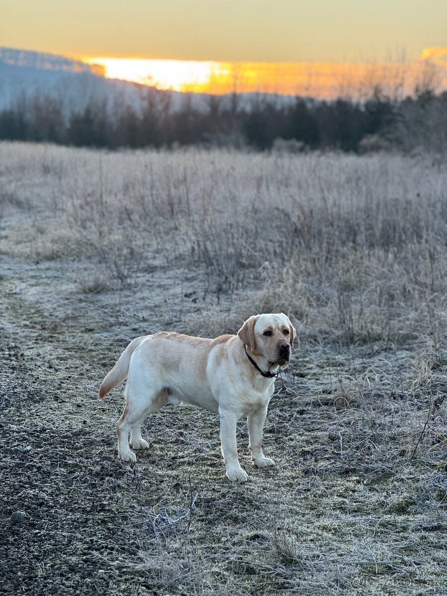 Labrador s PP krytie