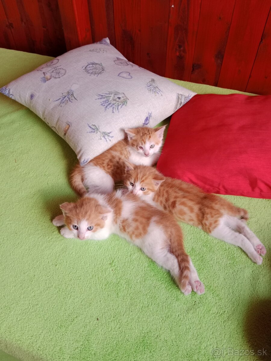 Darujem mačiatka