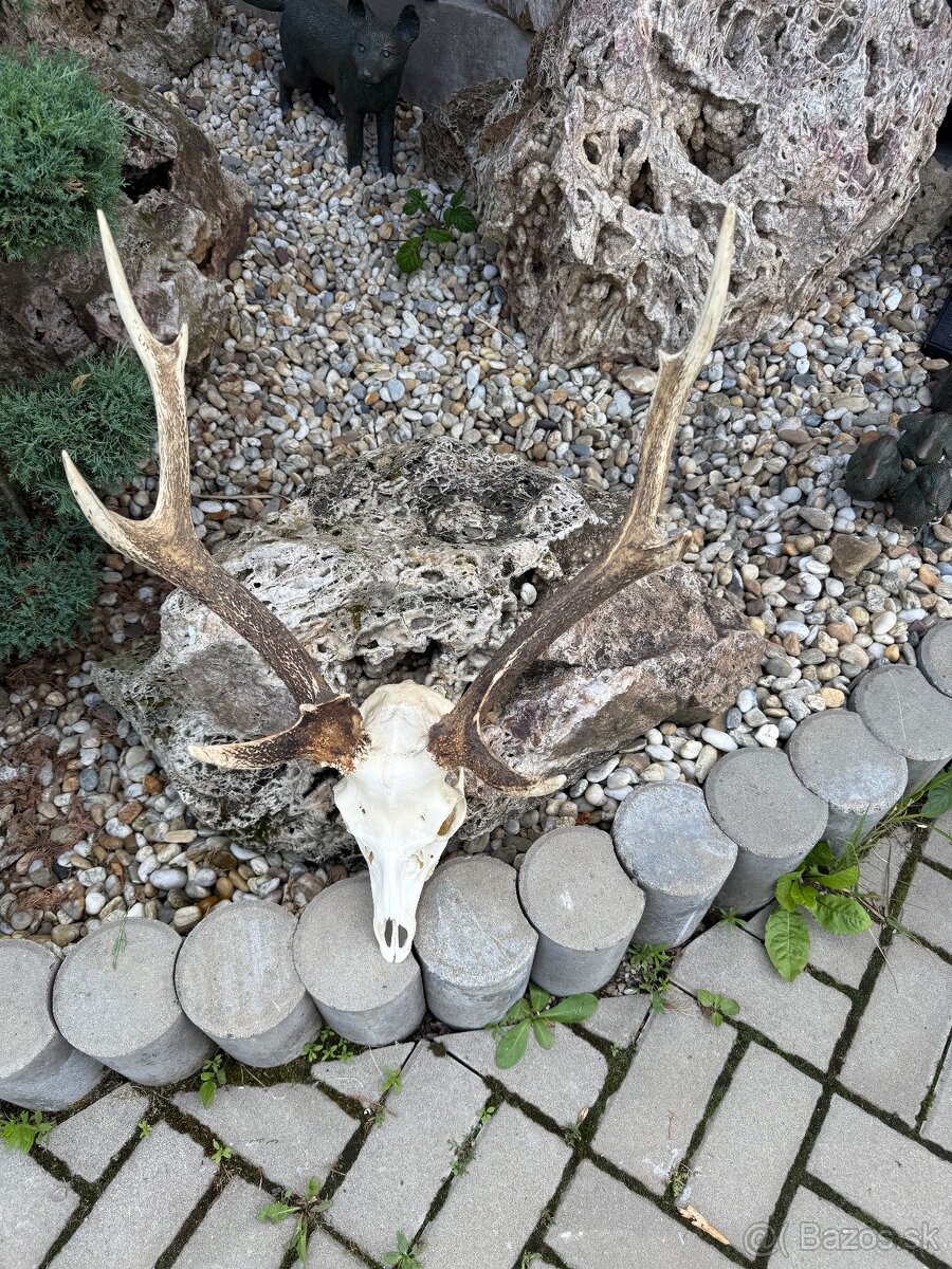 Trofej,parohy,parozie,sika
