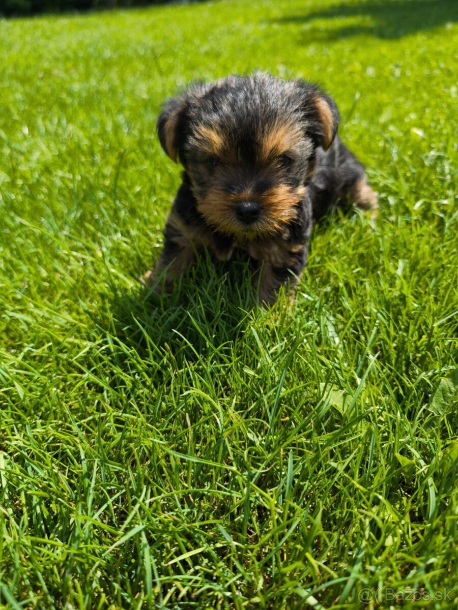 Yorkshire terrier