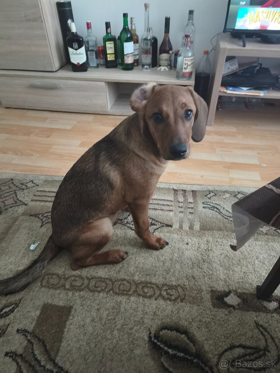 Darujem 4 mesačnú fenku