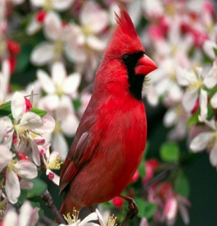 Kardinál červeny