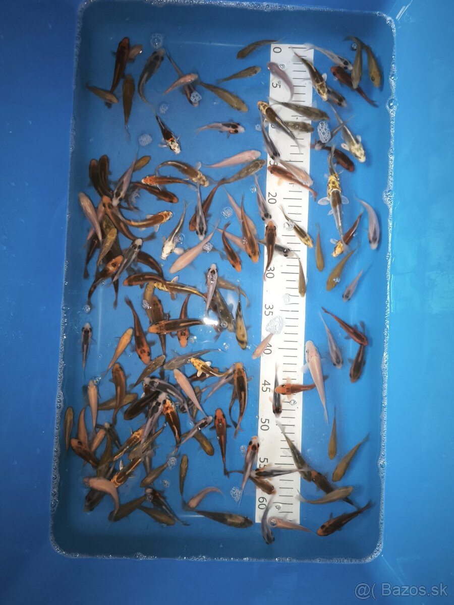 Koi kapre