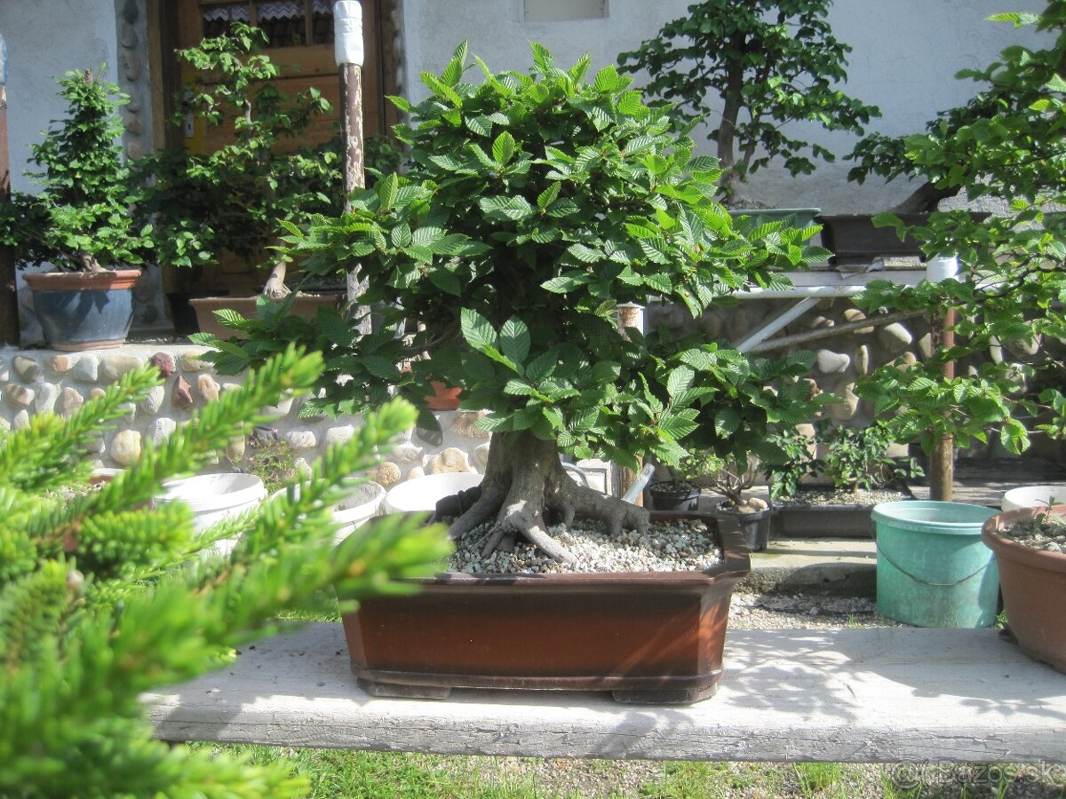 bonsai,bonsaj-hrab 35