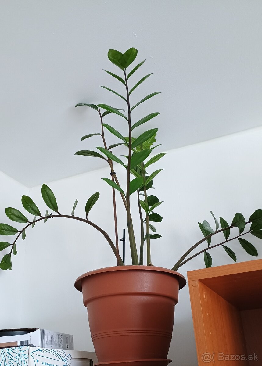 Zamioculcas