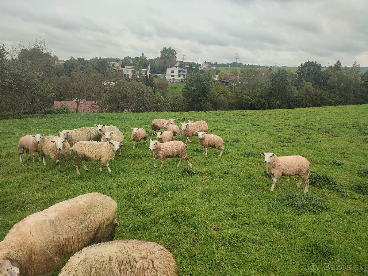 Plemenné jehničky Texel