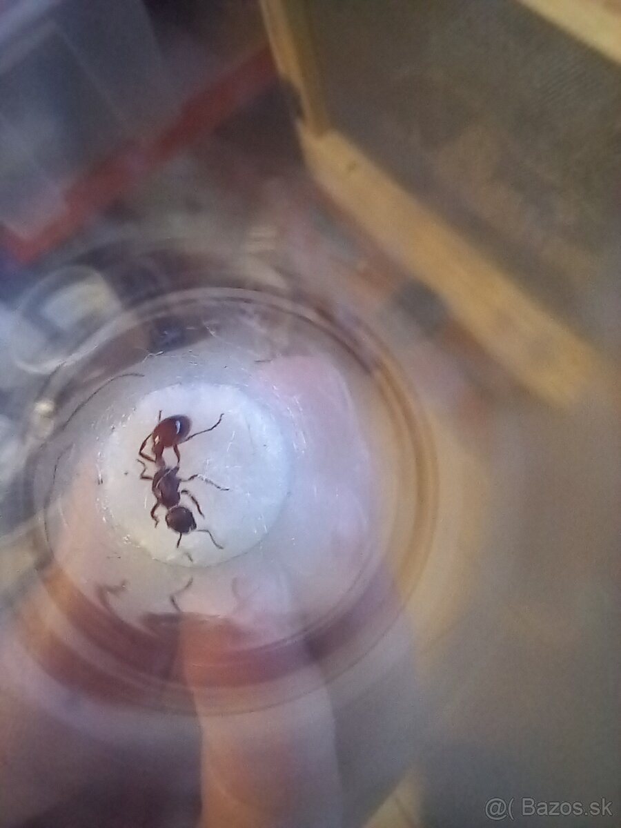 Kralovny mravcov Manica Rubida