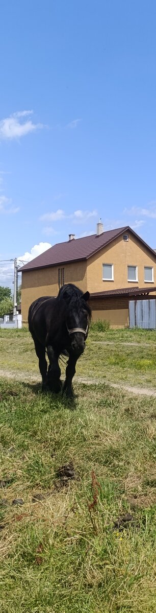 Predám ťažného valacha.