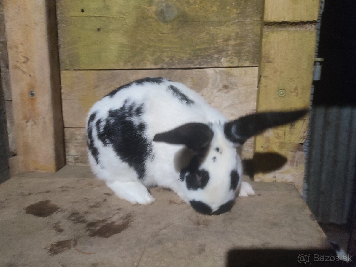 Samec Šarišský obrovity mix