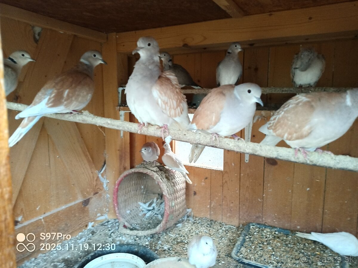 Hrdličky chichotavé